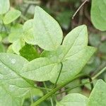 Galium rotundifolium Φύλλο