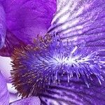 Iris pumila Çiçek