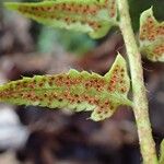 Polystichum acrostichoides Schors