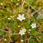 Sagina nodosa Flower