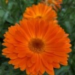 Calendula officinalisFlower