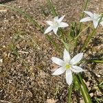 Ornithogalum divergensЦвят