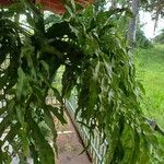 Phlebodium decumanum Leaf