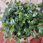 Gardenia taitensisList