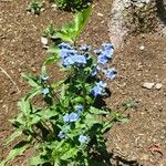 Cynoglossum amabile Λουλούδι