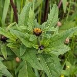 Bidens tripartita Lorea