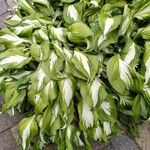 Hosta sieboldii Folla