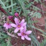 Sisyrinchium platense Кветка