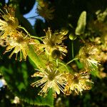 Tilia × euchlora Flower