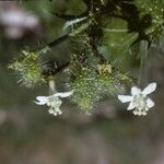 Cnidoscolus angustidens Λουλούδι