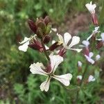 Eruca vesicaria Цветок
