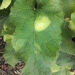 Arctium minus Leaf