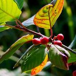 Frangula alnus Fruit