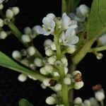Ilex affinis Flower