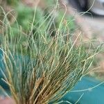 Festuca glacialis Hoja