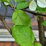 Malus prunifolia Fuelha