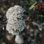 Eriogonum parvifolium 花