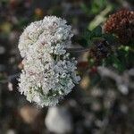 Eriogonum parvifolium Flor