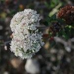 Eriogonum parvifolium Квітка