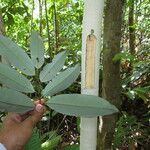 Maasia glauca List
