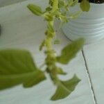 Amaranthus blitum List