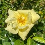 Rosa xanthina Flower