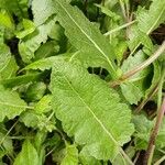 Salvia verbenaca Blatt