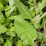 Salvia verbenaca Leaf