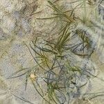 Zannichellia palustris Yaprak