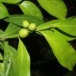 Casearia coronata 果實