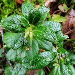 Vaccinium vitis-idaea Frunză