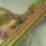 Iberis procumbens Bark