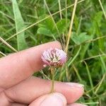 Trifolium fragiferumЦветок