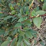 Cotoneaster coriaceus Leaf