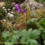 Primula matthioli Habitus