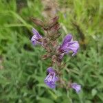 Salvia officinalisফুল