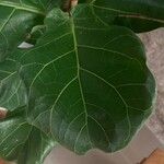 Ficus lyrataList