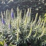 Echium candicans Floare