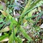 Aletris farinosa Leaf