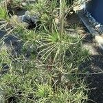Sciadopitys verticillata Likasa