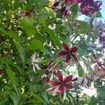Combretum indicum Flor