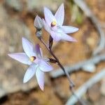 Thelymitra longifoliaFlower