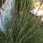 Lavandula angustifoliaFlower