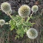 Echinops sphaerocephalusLeaf