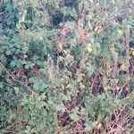 Rubus ulmifolius Plante entière