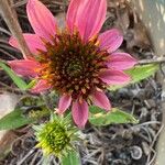 Echinacea tennesseensis फूल