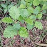 Holodiscus discolor Leaf