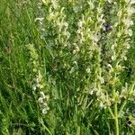 Salvia austriaca Прочее