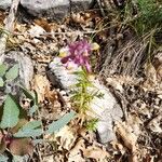 Melampyrum cristatum Λουλούδι