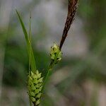 Carex ferruginea Інше